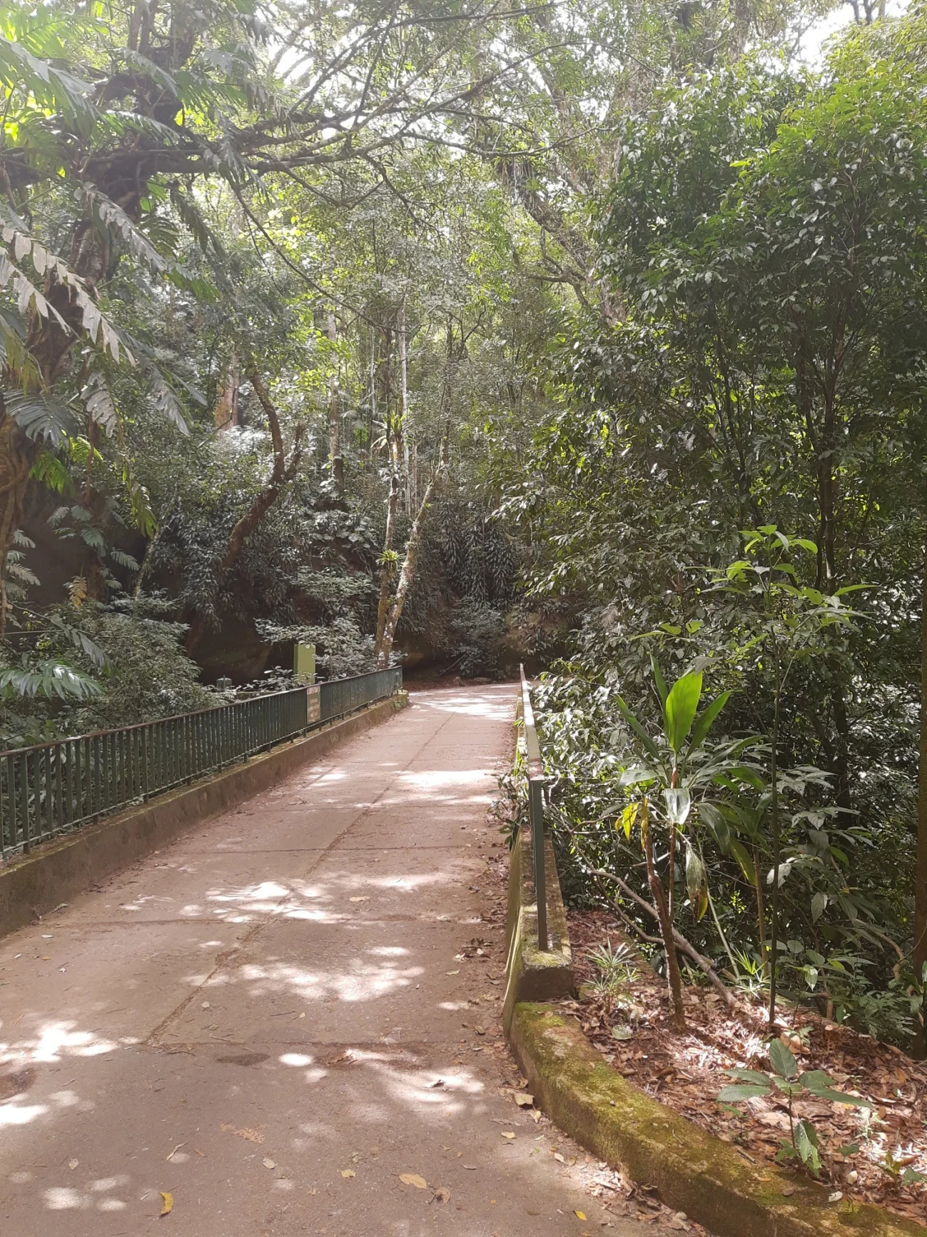 Caminho em área de floresta, representando a vivência Encontro com o Self na Floresta da Tijuca.